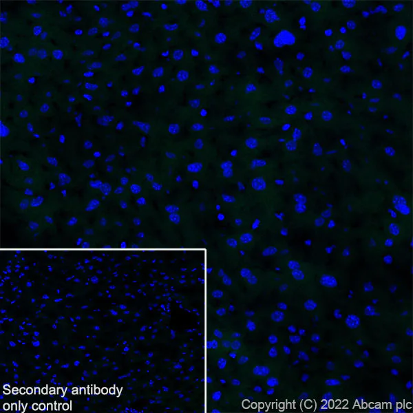 Immunohistochemistry (Frozen sections) - Anti-Ryanodine receptor 2/RYR-2 antibody [EPR26288-70] - BSA and Azide free (AB302717)