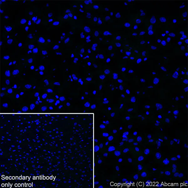 Immunohistochemistry (Frozen sections) - Anti-Ryanodine receptor 2/RYR-2 antibody [EPR26288-70] - BSA and Azide free (AB302717)