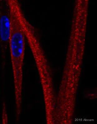 Immunocytochemistry/ Immunofluorescence - Anti-Ryanodine Receptor antibody [34C] (AB2868)