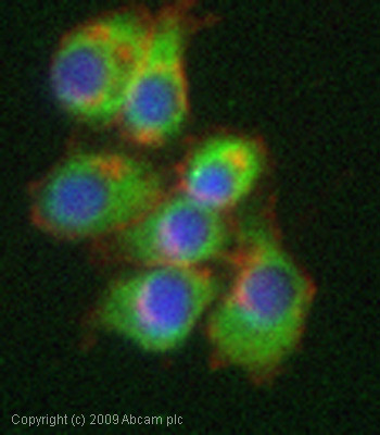 Immunocytochemistry/ Immunofluorescence - Anti-Ryanodine Receptor antibody [34C] (AB2868), expandable thumbnail