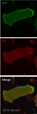 Immunocytochemistry/ Immunofluorescence - Anti-Ryanodine Receptor antibody [34C] (AB2868), expandable thumbnail
