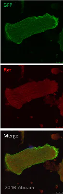 Immunocytochemistry/ Immunofluorescence - Anti-Ryanodine Receptor antibody [34C] (AB2868)