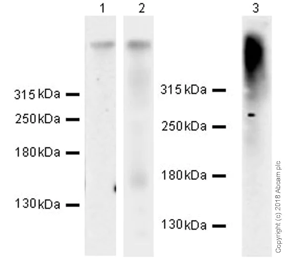 Western blot - Anti-Ryanodine Receptor antibody [EPR21796] (AB219798)
