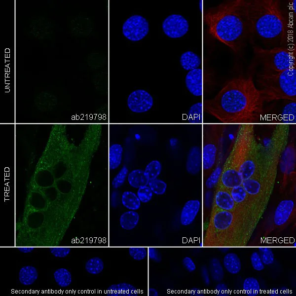 Immunocytochemistry/ Immunofluorescence - Anti-Ryanodine Receptor antibody [EPR21796] - BSA and Azide free (AB231086)