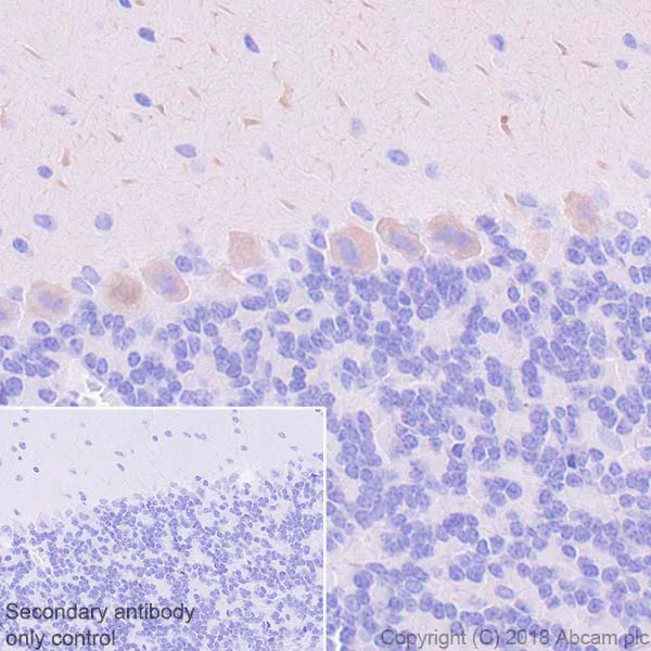 Immunohistochemistry (Formalin/PFA-fixed paraffin-embedded sections) - Anti-Ryanodine Receptor antibody [EPR21796] - BSA and Azide free (AB231086)