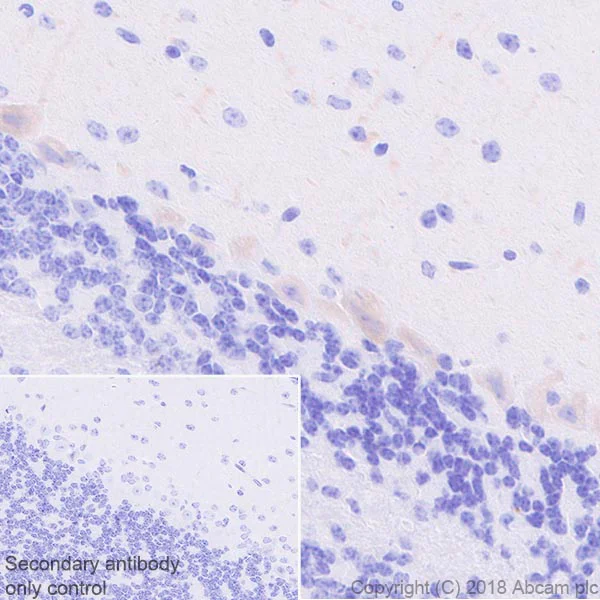 Immunohistochemistry (Formalin/PFA-fixed paraffin-embedded sections) - Anti-Ryanodine Receptor antibody [EPR21796] - BSA and Azide free (AB231086)