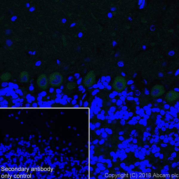 Immunohistochemistry (Frozen sections) - Anti-Ryanodine Receptor antibody [EPR21796] - BSA and Azide free (ab231086), expandable thumbnail