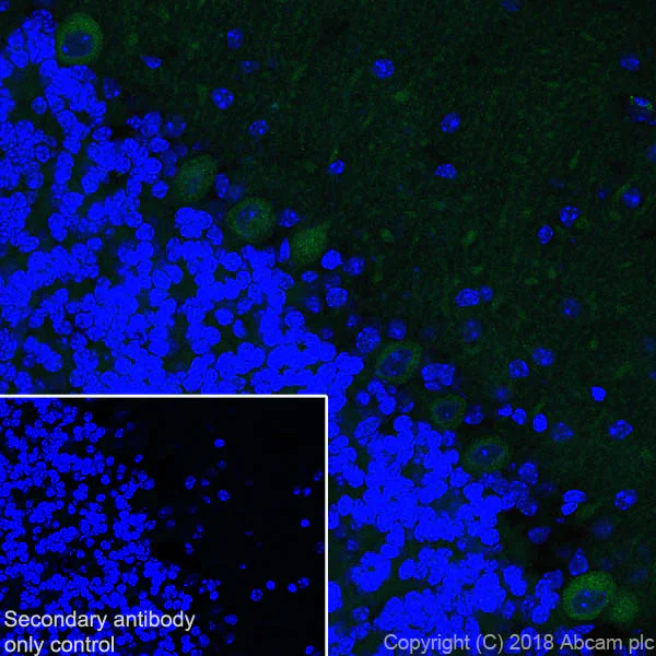 Immunohistochemistry (Frozen sections) - Anti-Ryanodine Receptor antibody [EPR21796] - BSA and Azide free (AB231086)