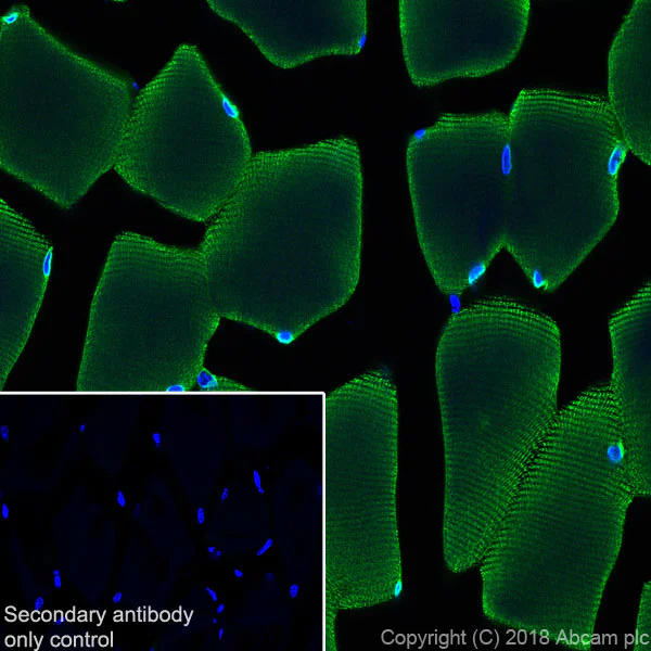 Immunohistochemistry (Frozen sections) - Anti-Ryanodine Receptor antibody [EPR21796] - BSA and Azide free (AB231086)
