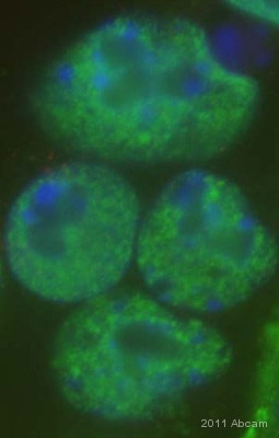 Immunocytochemistry/ Immunofluorescence - Anti-RYBP antibody (AB5976), expandable thumbnail