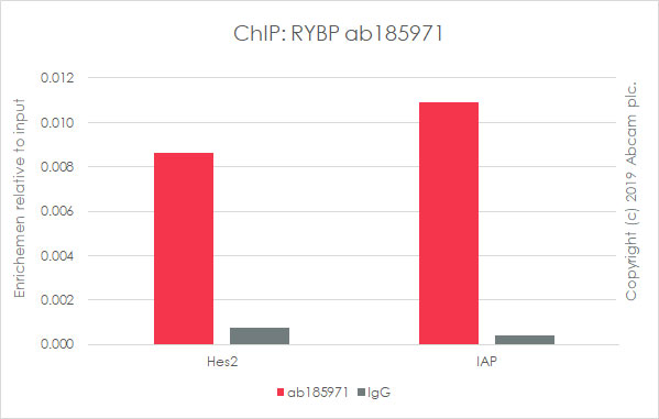 ChIP - Anti-RYBP antibody [EPR13059(2)] - ChIP Grade (AB185971), expandable thumbnail