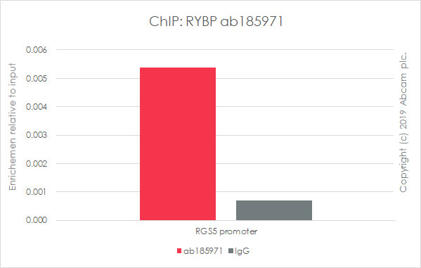 ChIP - Anti-RYBP antibody [EPR13059(2)] - ChIP Grade (AB185971), expandable thumbnail