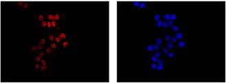 Immunocytochemistry/ Immunofluorescence - Anti-RYBP antibody [EPR13059(2)] - ChIP Grade (AB185971)