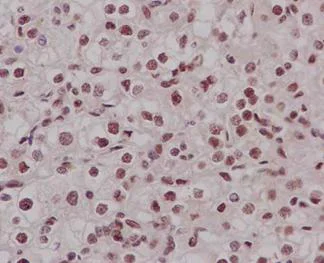 Immunohistochemistry (Formalin/PFA-fixed paraffin-embedded sections) - Anti-RYBP antibody [EPR13059(2)] - ChIP Grade (AB185971)