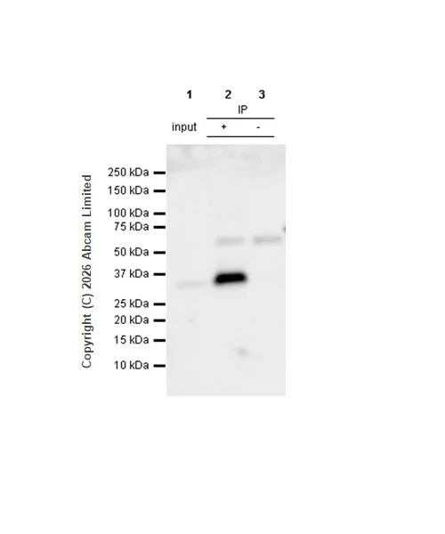 Immunoprecipitation - Anti-RYBP antibody [EPR13059(2)] - ChIP Grade (AB185971)