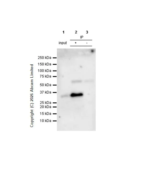 Immunoprecipitation - Anti-RYBP antibody [EPR13059(2)] - ChIP Grade (AB185971)