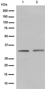 Western blot - Anti-RYBP antibody [EPR13059(2)] - ChIP Grade (AB185971)
