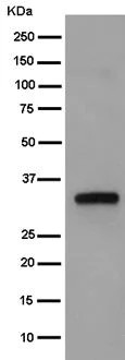 Western blot - Anti-RYBP antibody [EPR13059(2)] - ChIP Grade (AB185971)
