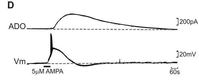 Functional Studies - (S)-AMPA, agonist (AB120005), expandable thumbnail