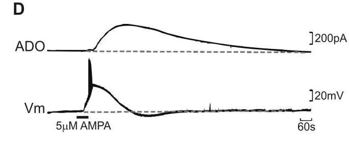 Functional Studies - (S)-AMPA, agonist (AB120005)