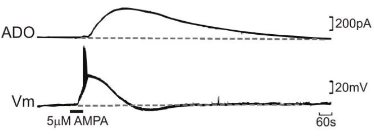 Cellular Activation - (S)-AMPA (mM/ml), AMPA agonist (AB144483), expandable thumbnail