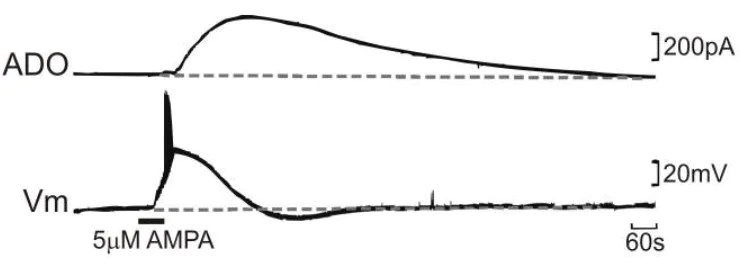 Cellular Activation - (S)-AMPA (mM/ml), AMPA agonist (AB144483)