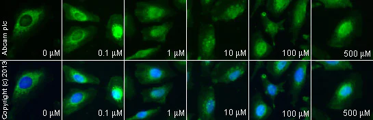 Immunocytochemistry/ Immunofluorescence - (S)-(+)-Ibuprofen, Non-selective COX inhibitor (AB141015)