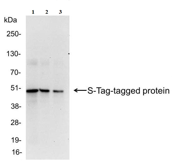 Western blot - Anti-S tag antibody (AB19321), expandable thumbnail
