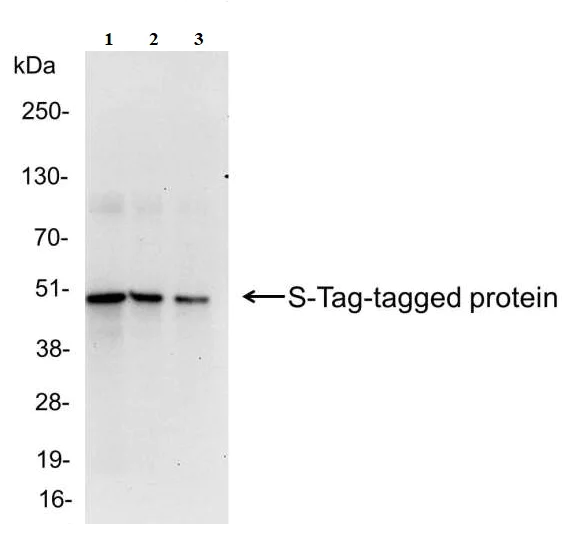 Western blot - Anti-S tag antibody (AB19321)