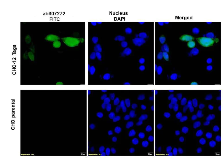 Immunocytochemistry/ Immunofluorescence - Anti-S-Tag antibody (AB307272)