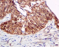 Immunohistochemistry (Formalin/PFA-fixed paraffin-embedded sections) - Anti-S100 alpha 2/S100A2 antibody [EPR5392] (AB109494)