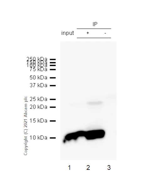 Immunoprecipitation - Anti-S100 alpha 2/S100A2 antibody [EPR5392] (AB109494)