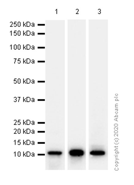 Western blot - Anti-S100 alpha 6/PRA antibody [EPNCIR121] (AB134149), expandable thumbnail