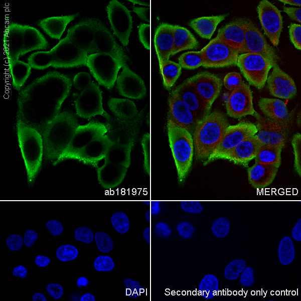 Immunocytochemistry/ Immunofluorescence - Anti-S100 alpha 6/PRA antibody [EPR13084-69] - BSA and Azide free (AB250543), expandable thumbnail
