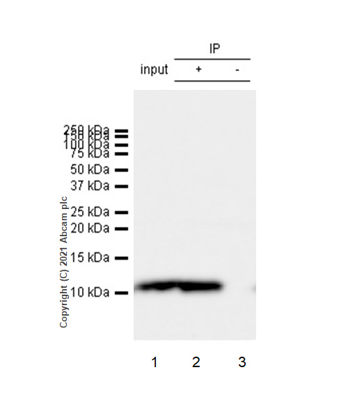 Immunoprecipitation - Anti-S100 alpha 6/PRA antibody [EPR13084-69] - BSA and Azide free (AB250543), expandable thumbnail