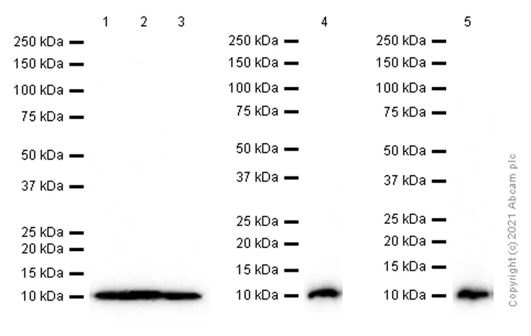Western blot - Anti-S100 alpha 6/PRA antibody [EPR13084-69] - BSA and Azide free (AB250543)