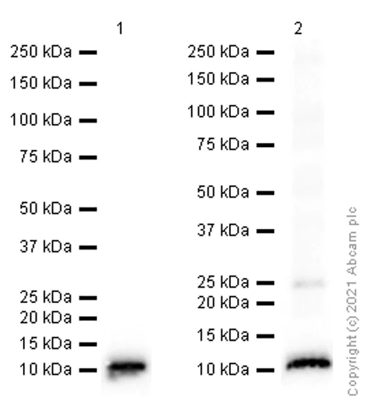 Western blot - Anti-S100 alpha 6/PRA antibody [EPR13084-69] - BSA and Azide free (AB250543)