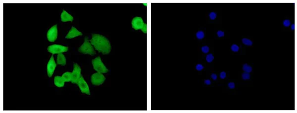 Immunocytochemistry/ Immunofluorescence - Anti-S100 alpha 6/PRA antibody [EPR13084] - BSA and Azide free (AB250542)