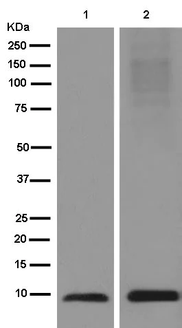 Western blot - Anti-S100 alpha 6/PRA antibody [EPR13084] - BSA and Azide free (AB250542)