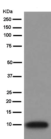 Western blot - Anti-S100 alpha 6/PRA antibody [EPR13084] - BSA and Azide free (AB250542)