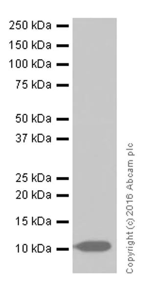 Western blot - Anti-S100 alpha antibody [EPR19013] (AB183979)