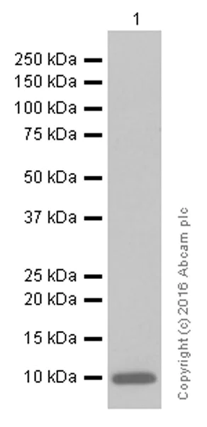 Western blot - Anti-S100 alpha antibody [EPR5250] (AB133519)