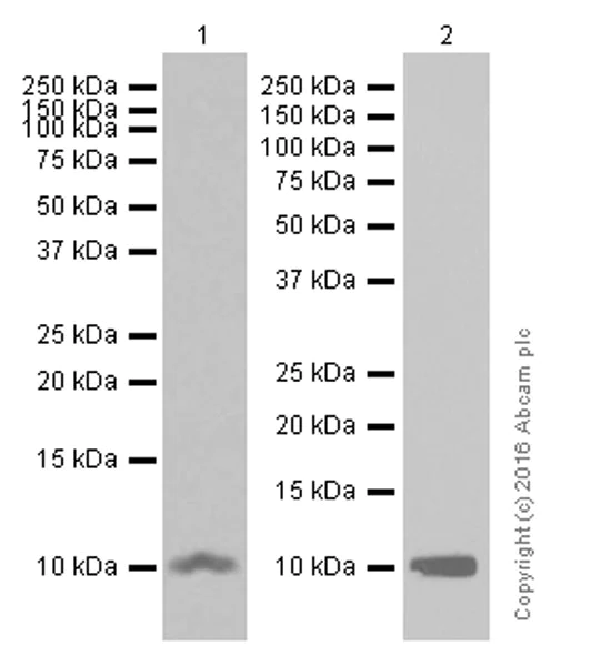 Western blot - Anti-S100 alpha antibody [EPR5250] (AB133519)