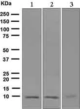 Western blot - Anti-S100 alpha antibody [EPR5250] - BSA and Azide free (AB248534)