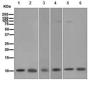 Western blot - Anti-S100 alpha antibody [EPR5251] (AB109384)
