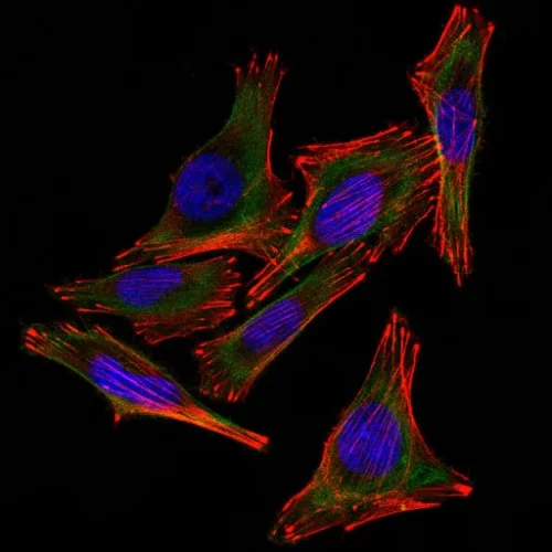 Immunocytochemistry - Anti-S100 beta antibody [4C4.9] - Astrocyte Marker (AB218513)