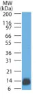 Western blot - Anti-S100 beta antibody [4C4.9] - BSA and Azide free (AB212816)