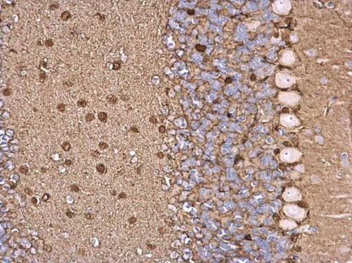 Immunohistochemistry (Formalin/PFA-fixed paraffin-embedded sections) - Anti-S100 beta antibody - Astrocyte Marker (AB227914)