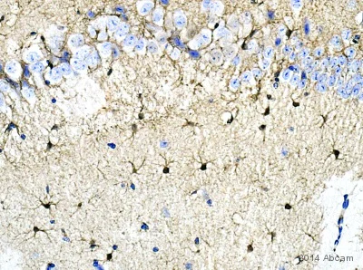 Immunohistochemistry (Formalin/PFA-fixed paraffin-embedded sections) - Anti-S100 beta antibody - Astrocyte Marker (AB41548)