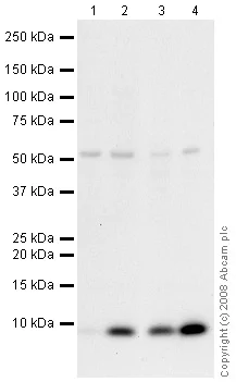 Western blot - Anti-S100 beta antibody - Astrocyte Marker (AB41548)
